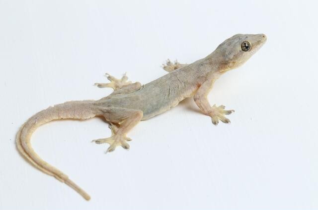 Termite Control Service